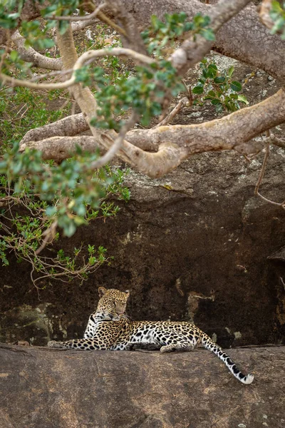 Leopard Βρίσκεται Στο Βραχώδες Περβάζι Ατενίζοντας Κάτω — Φωτογραφία Αρχείου