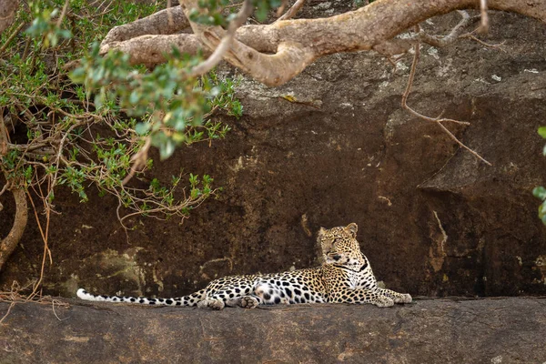 Leopardo Encontra Borda Rochosa Sob Ramos — Fotografia de Stock