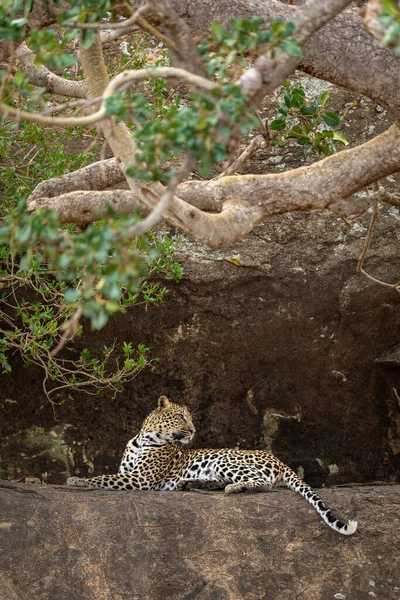 Leopard Βρίσκεται Στο Βραχώδες Περβάζι Κοιτάζοντας Πίσω — Φωτογραφία Αρχείου