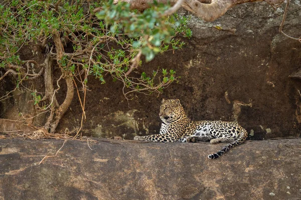 Leopardo Encontra Borda Rochosa Sob Árvores — Fotografia de Stock