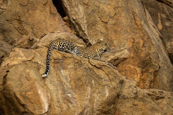 Leopard Ligger Klippkanten Och Stirrar — Stockfoto