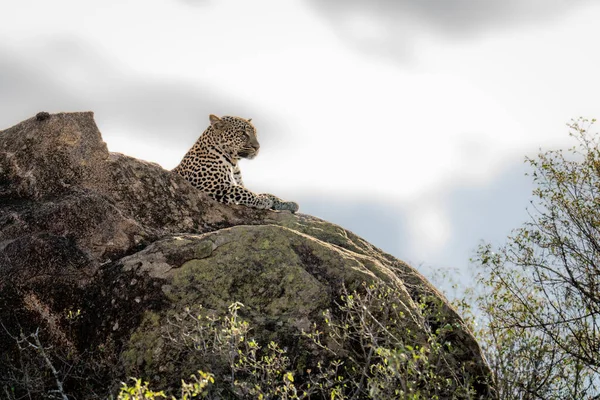 Leopardo Encuentra Afloramiento Rocoso Sobre Los Árboles —  Fotos de Stock