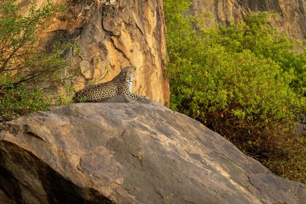 Leopardo Encuentra Afloramiento Rocoso Mirando Alrededor —  Fotos de Stock
