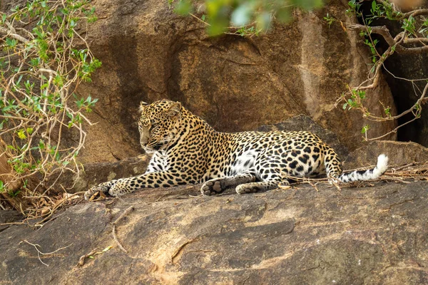 Leopardo Encuentra Afloramiento Rocoso Bajo Ramas — Foto de Stock