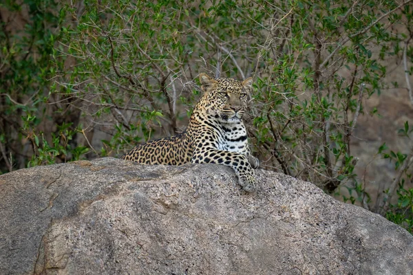 Leopardo Yace Sobre Roca Sombreada Mirando Hacia Futuro — Foto de Stock