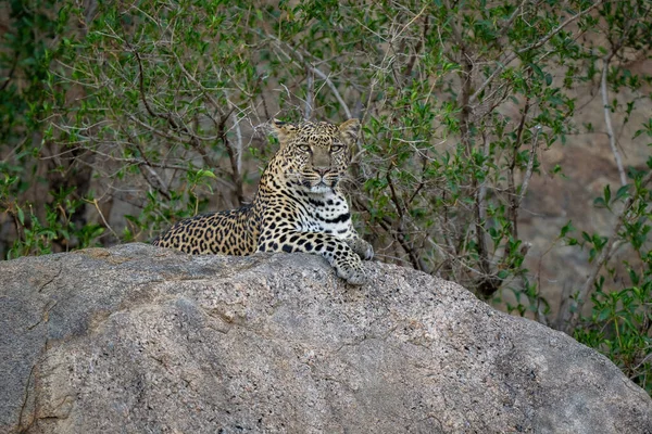 Leopardo Mente Câmera Olho Rocha Sombria — Fotografia de Stock