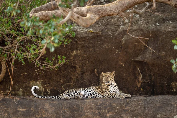 Leopardo Encontra Borda Rochosa Sob Ramo — Fotografia de Stock