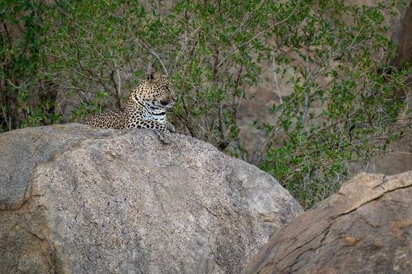 Leopardo Jaz Rocha Sombria Entre Árvores — Fotografia de Stock