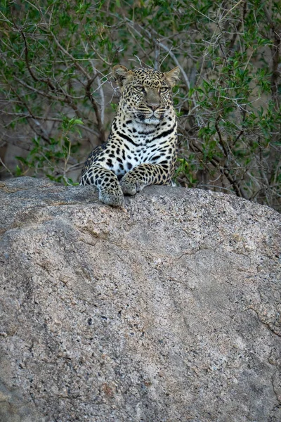 Леопард Лежит Тенистом Валуне Деревьях — стоковое фото
