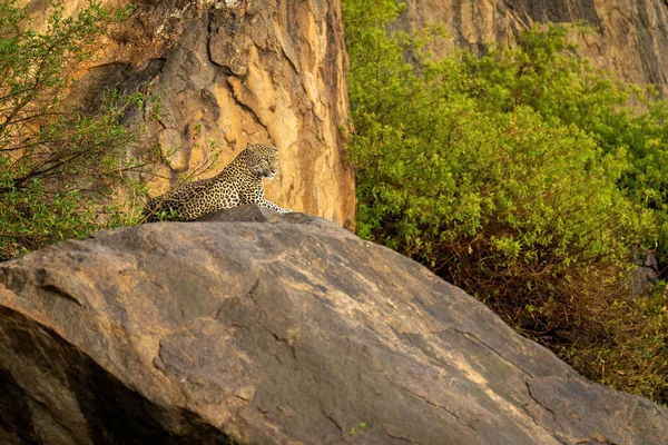 Leopardo Está Afloramento Rochoso Olhando Para Baixo — Fotografia de Stock