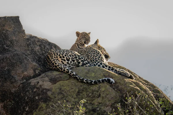 Leopardo Yace Sobre Roca Soleada Junto Cachorro —  Fotos de Stock