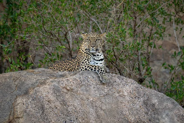 Leopardo Está Câmera Frente Para Rocha Sombria — Fotografia de Stock