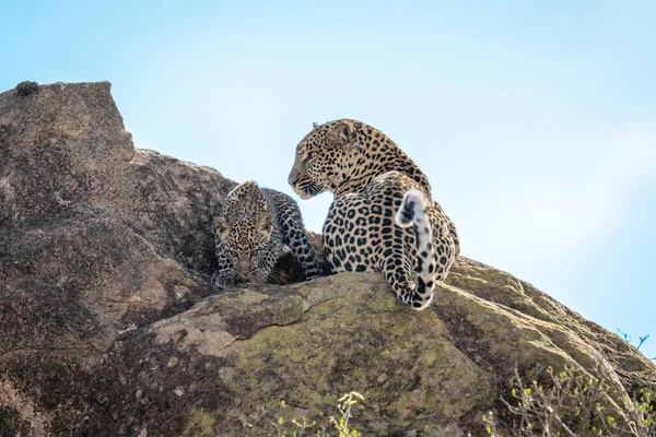 Leopard Liegt Mit Jungtier Auf Sonnenbeschienenen Felsen — Stockfoto