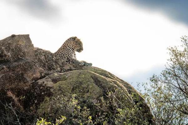 Leopardo Yace Sobre Roca Soleada Mirando Hacia Abajo —  Fotos de Stock
