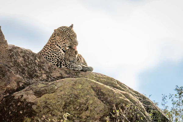 Leopard Leží Sluncem Zalité Skále Olizuje Mládě — Stock fotografie