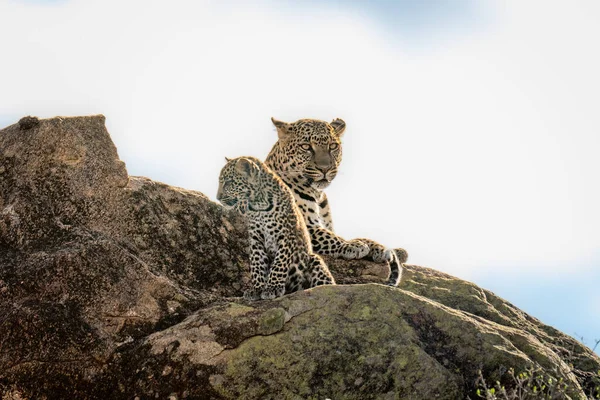 Leopardo Yace Roca Soleada Cerca Cachorro —  Fotos de Stock