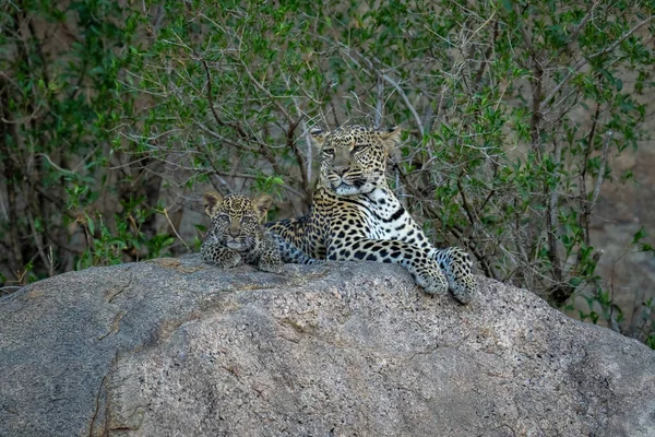 Leopardo Está Olhando Para Rocha Com Filhote — Fotografia de Stock