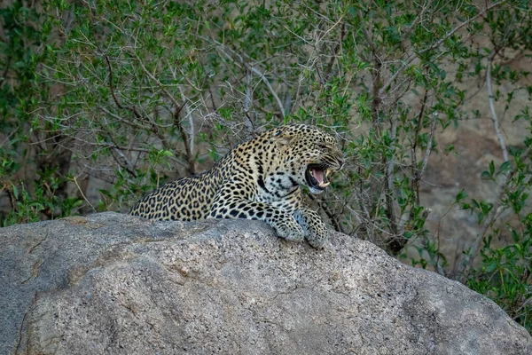Leopard Liegt Knurrend Auf Felsen Neben Bäumen — Stockfoto