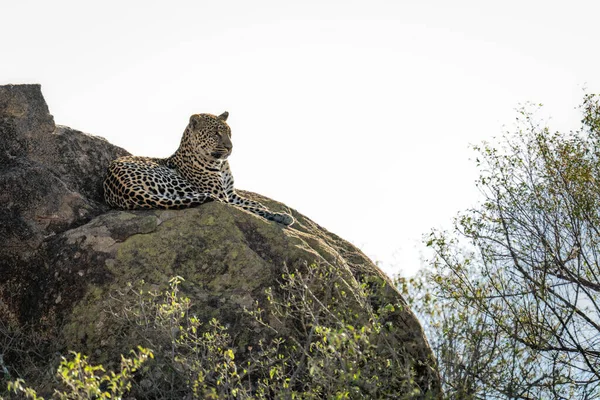 Леопард Лежить Засвіченій Скелі Деревах — стокове фото