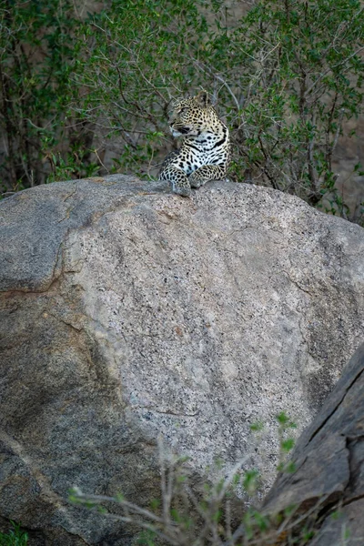Леопард Лежит Головой Взъерошенной Камнях — стоковое фото