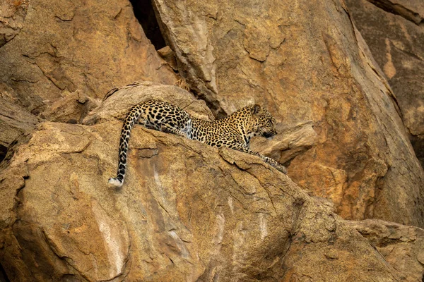 Leopardo Jaz Rockface Íngreme Olhando Para Baixo — Fotografia de Stock