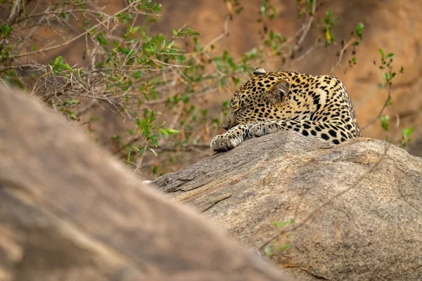 Leopardo Está Com Olhos Fechados Pedra — Fotografia de Stock