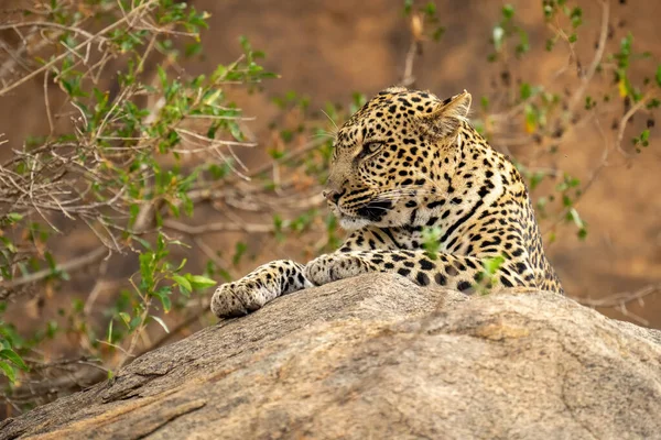 Leopardo Deitado Rocha Lado Arbusto Frondoso — Fotografia de Stock