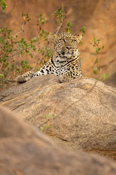 Leopardo Acostado Roca Junto Arbustos Frondosos — Foto de Stock