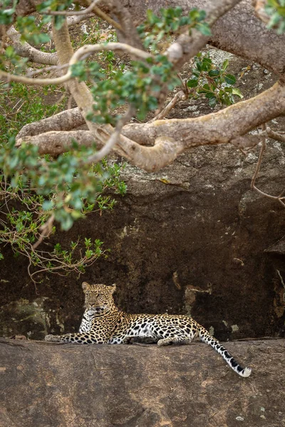 Leopardo Acostado Cornisa Bajo Arbusto Enredado — Foto de Stock