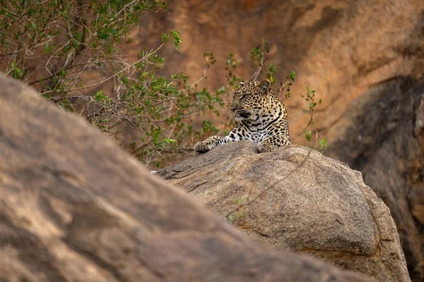 Леопард Лежить Скелі Листяним Кущем — стокове фото