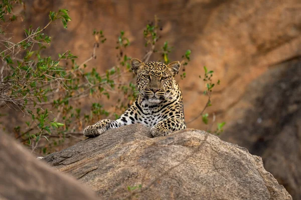 Leopardo Deitado Rocha Perto Arbusto Frondoso — Fotografia de Stock