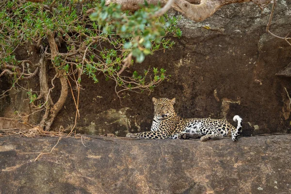 Leopardo Deitado Borda Lado Arbusto Emaranhado — Fotografia de Stock