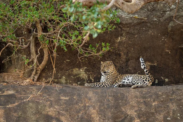 Leopard Leží Skalnaté Římse Stočený Ocas — Stock fotografie