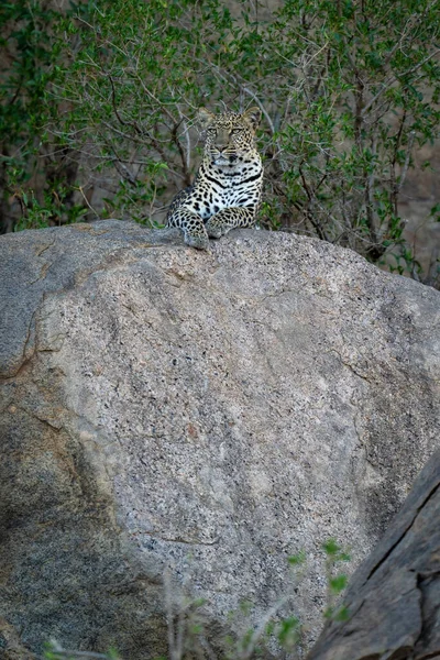 Leopardo Yace Con Cabeza Levantada Sobre Roca — Foto de Stock