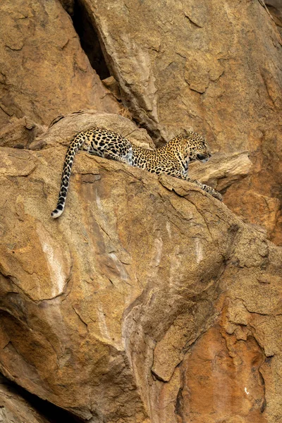 Leopard Liggande Klippkanten Blickar Framåt — Stockfoto