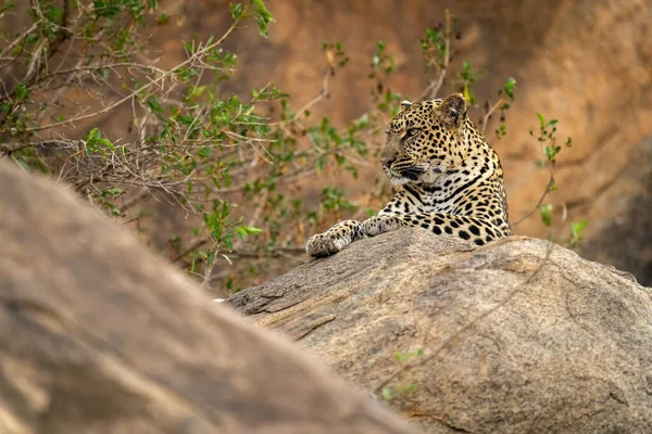 Leopard Liegt Auf Felsen Mit Büschen Der Nähe — Stockfoto