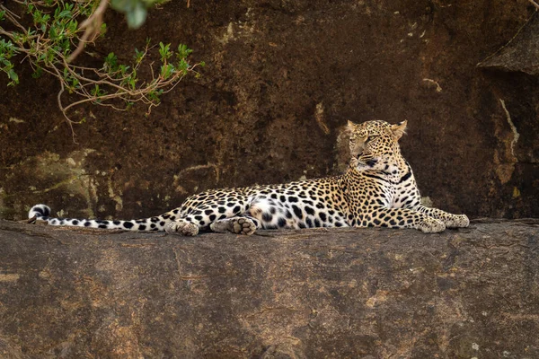 Leopardo Deitado Borda Rochosa Levantando Queixo — Fotografia de Stock