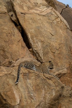 Leopar kayalık çıkıntıda uzanmış aşağıya bakıyor.