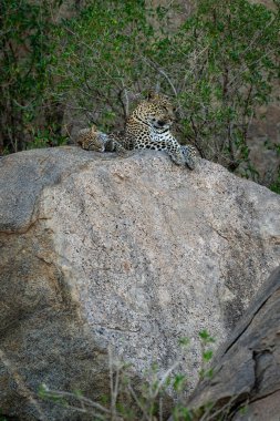 Leopar yavrusuyla birlikte gölgeli kayanın üzerinde yatıyor.