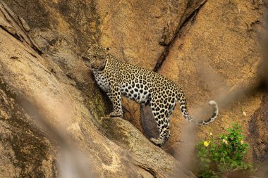 Leopar dik kayalıklarda dikilip aşağıya bakıyor.