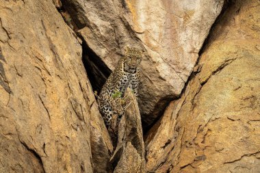 Leopar mağara ağzında kayanın üzerinde duruyor.