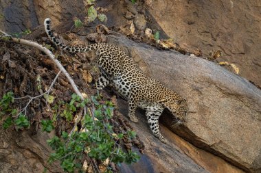 Leopar dik kayalıklarda duruyor, aşağıya bakıyor.