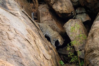 Leopar dik kayalıklarda dikiliyor.