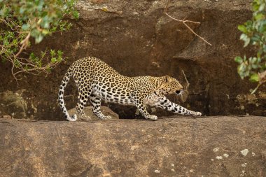 Leopar kayalık çıkıntıda gerilmeye başlar