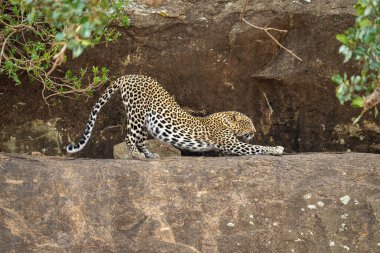 Leopard stretches back on ledge near bushes clipart