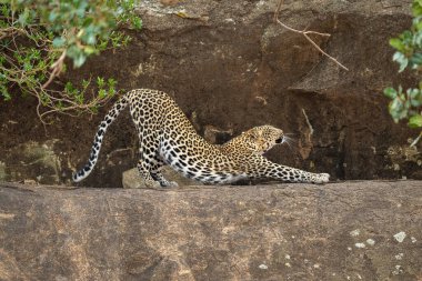 Leopar çalıların arasında geriliyor.