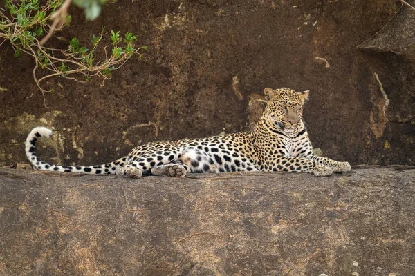 Leopard Lying Rocky Ledge Looking — Stock Photo, Image