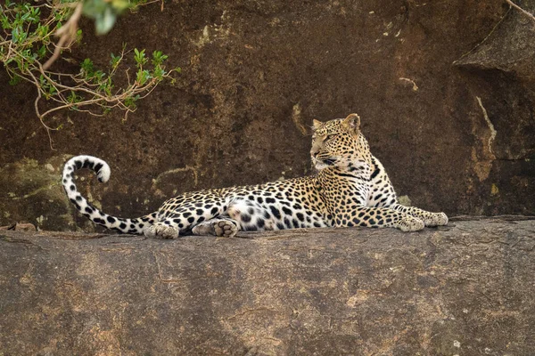 Леопард Лежал Скалистом Выступе Оглядывался — стоковое фото