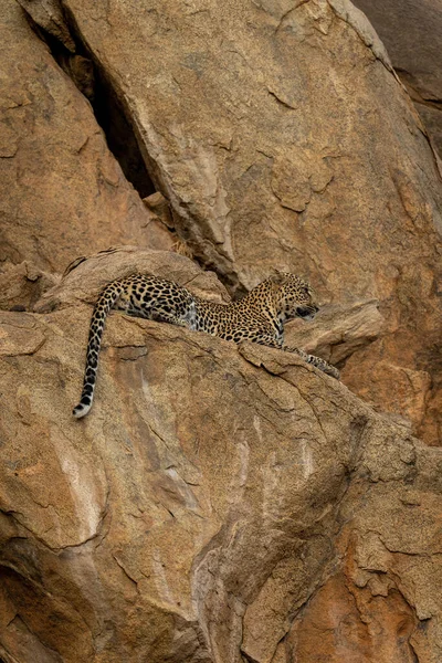 Леопард Лежить Скелястому Виступі Дивлячись Вперед — стокове фото