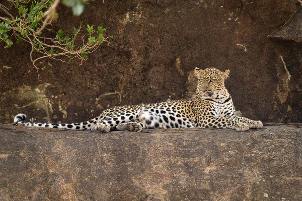 Leopard Βρίσκεται Βραχώδες Περβάζι Στροφή Κεφάλι — Φωτογραφία Αρχείου
